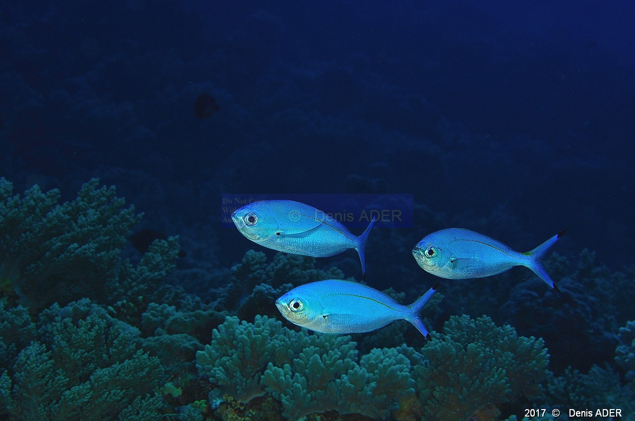 Caesio lunaris Fusilliers-Safaga Panomara Reef N-29m-20171123-Denis-ADER-DSC_3632_tn.jpg